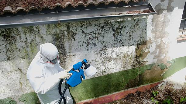 Trusted Black Mold Removal service in Hanover, MN - Cheap Mold Removal